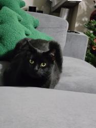 Lost Female Cat last seen Fairways of Woodlake neighborhood, San Antonio, TX 78244
