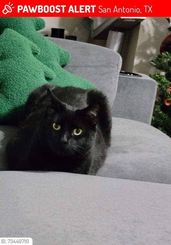 Lost Female Cat last seen Fairways of Woodlake neighborhood, San Antonio, TX 78244