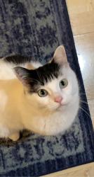 Lost Female Cat last seen Herald Way, 140th St W, Apple Valley, MN 55124