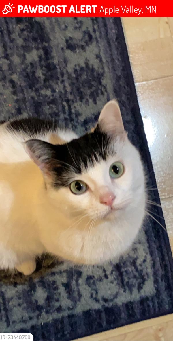 Lost Female Cat last seen Herald Way, 140th St W, Apple Valley, MN 55124