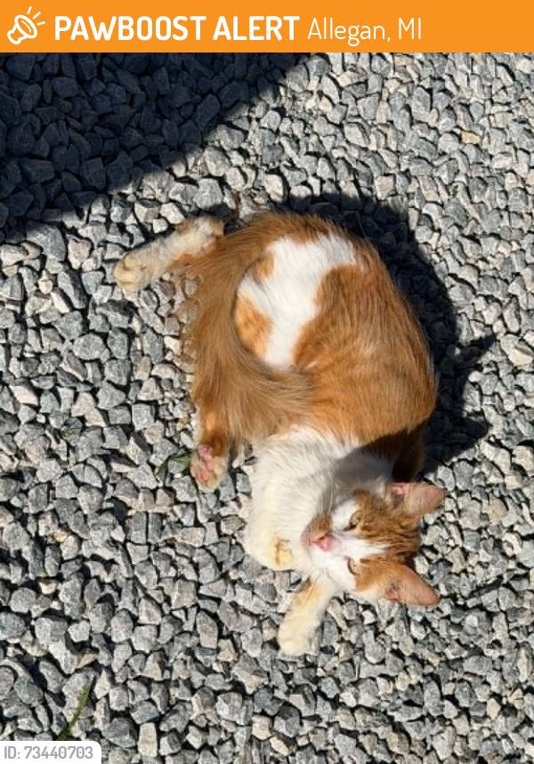 Found/Stray Unknown Cat last seen found at storage unit business close to dollar tree, Allegan, MI 49010