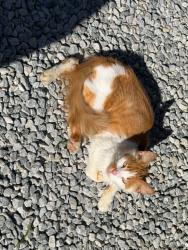 Found/Stray Unknown Cat last seen found at storage unit business close to dollar tree, Allegan, MI 49010