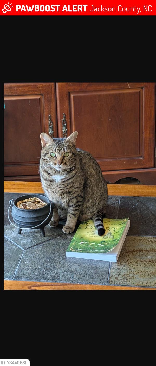Lost Female Cat last seen East fork road. Near a ruined Stone structure, Jackson County, NC 28779