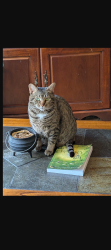 Lost Female Cat last seen East fork road. Near a ruined Stone structure, Jackson County, NC 28779