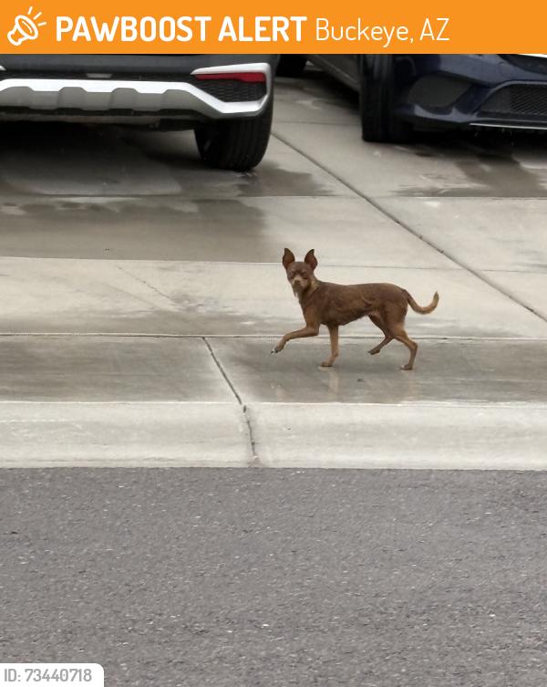 Found/Stray Female Dog last seen Durango & Apache, Buckeye, AZ 85326