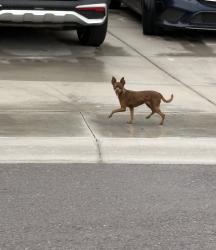 Found/Stray Female Dog last seen Durango & Apache, Buckeye, AZ 85326