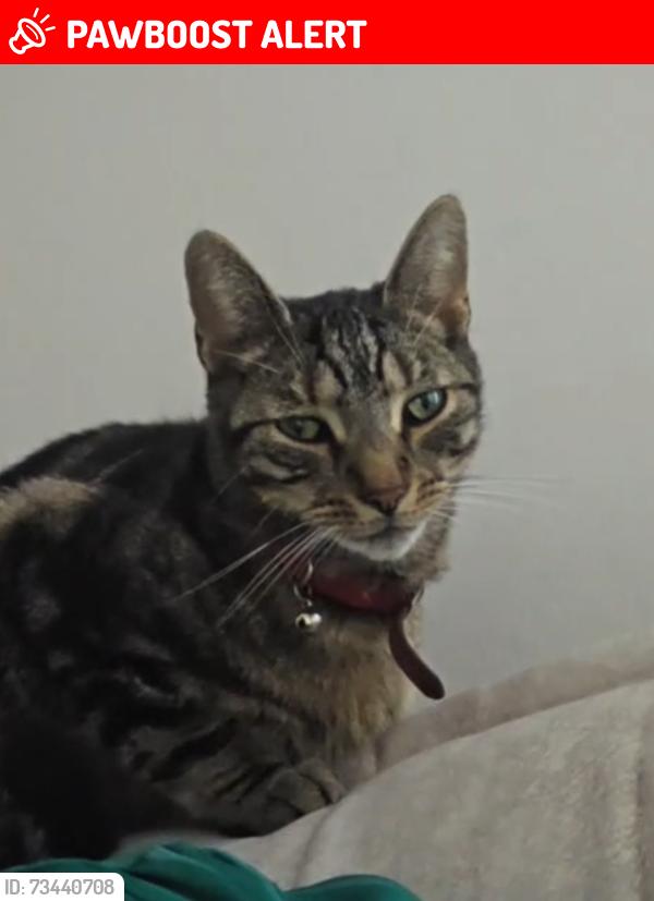 Lost Male Cat last seen Whitehall road and Grove cottage road, Small heath, Birmingham., Small Heath, England 