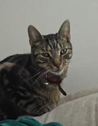 Lost Male Cat last seen Whitehall road and Grove cottage road, Small heath, Birmingham., Small Heath, England 