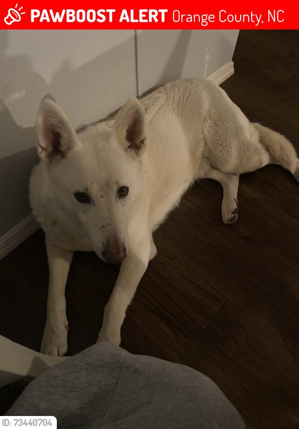 Lost Male Dog last seen Terry Rd, Orange County, NC 27278