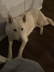 Lost Male Dog last seen Terry Rd, Orange County, NC 27278