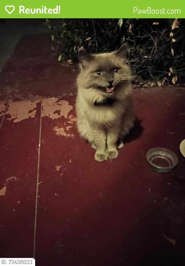 Reunited Male Cat last seen Between Barrett & Nevin - 400 McLaughlin St block, Richmond, CA 94805