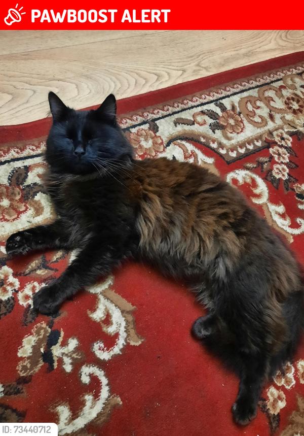 Lost Male Cat last seen Winnington road, Greater London, England 