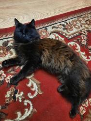 Lost Male Cat last seen Winnington road, Greater London, England 