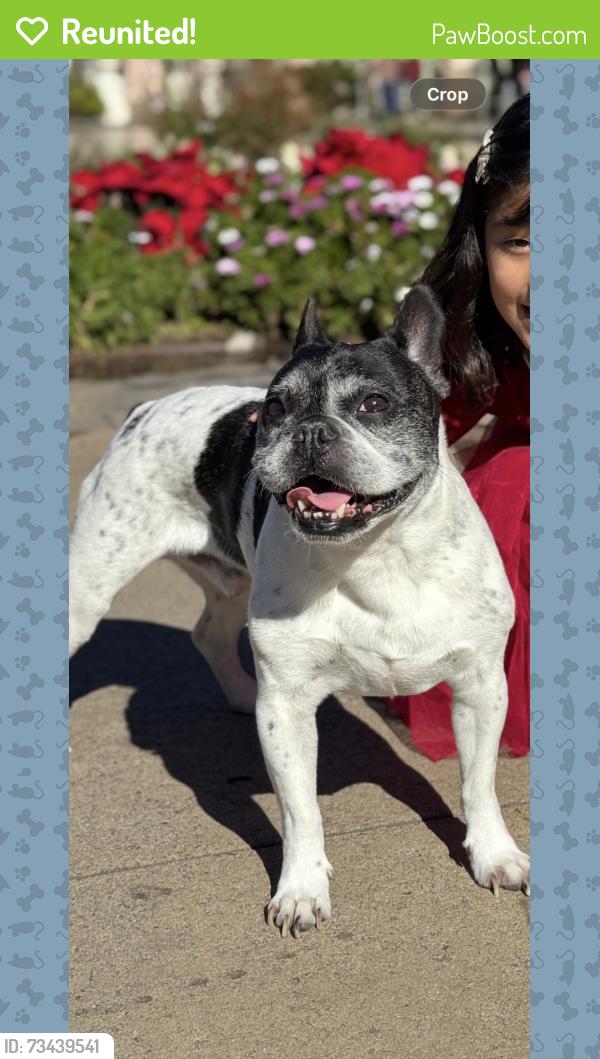 Reunited Male Dog last seen Aquarius Drive and Westonhill, San Diego, CA 92126