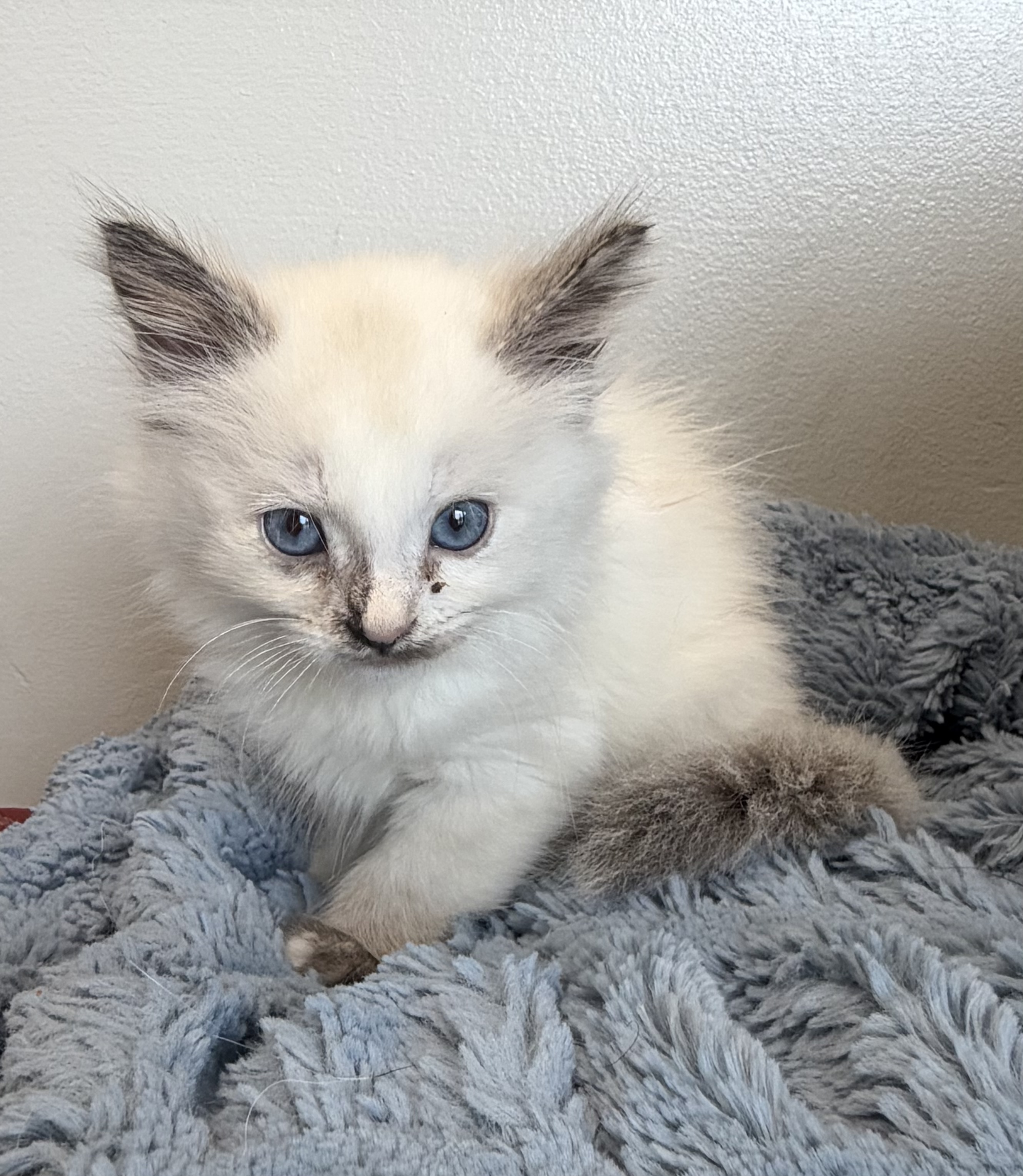 Shelter Stray Female Cat last seen Near E 600 S, Farmington, UT 84025, USA, 1422 E 600 N, Fruit Heights, UT 84037, USA