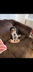 Lost Male Dog last seen Plantation Way Subdivision / Joor Road, Zachary, LA 70791