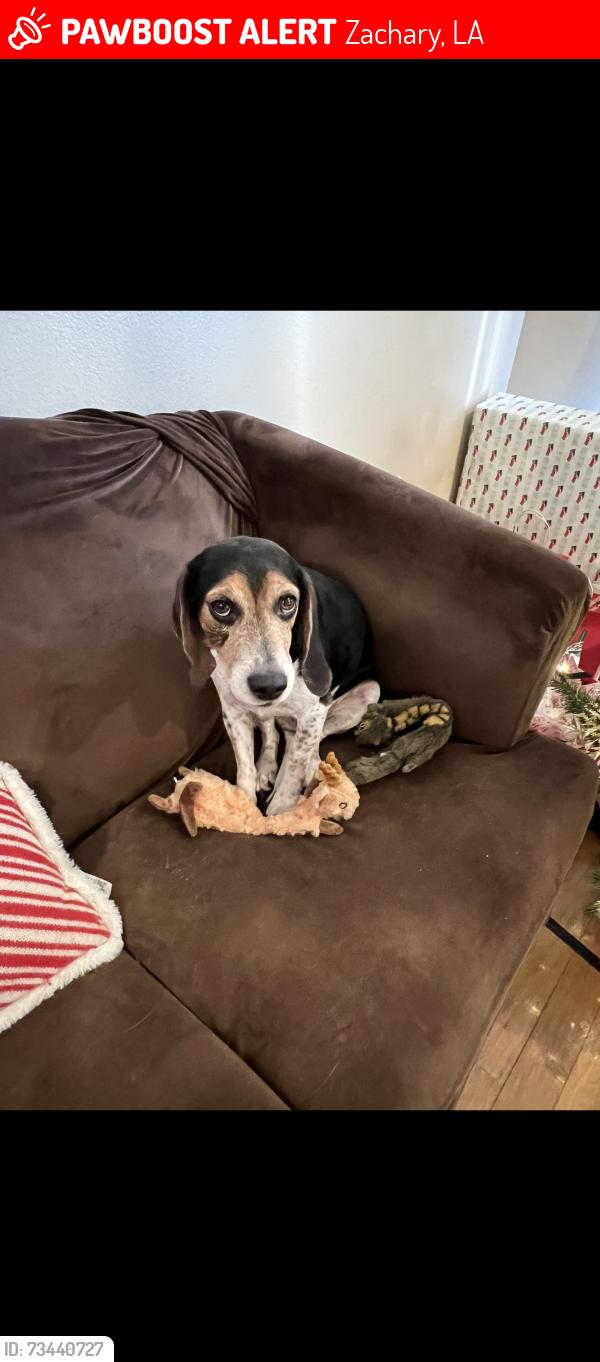 Lost Male Dog last seen Plantation Way Subdivision / Joor Road, Zachary, LA 70791