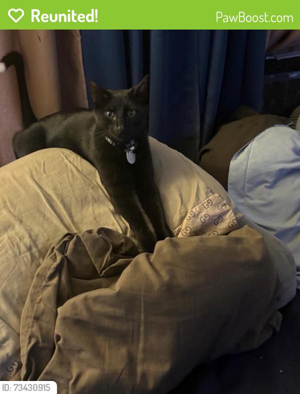 Reunited Male Cat last seen 67th & Ogontz, Philadelphia, PA 19126