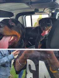 Found/Stray Male Dog last seen Harrison and North first st, Hudson County, NJ 07029