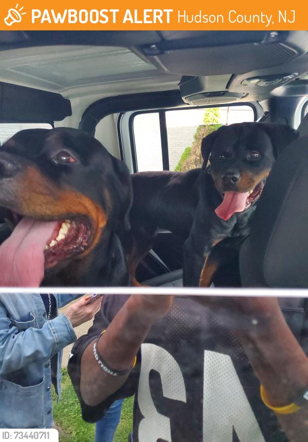 Found/Stray Male Dog last seen Harrison and North first st, Hudson County, NJ 07029