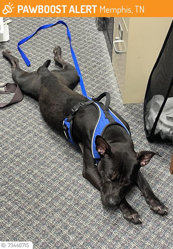Found/Stray Male Dog last seen Habitat for Humanity store, Memphis, TN 38125