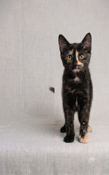 Lost Female Cat last seen Home's backyard, Shreveport, LA 71109