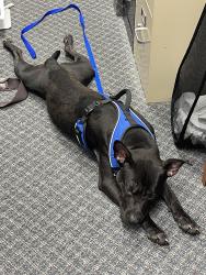 Found/Stray Male Dog last seen Habitat for Humanity store, Memphis, TN 38125