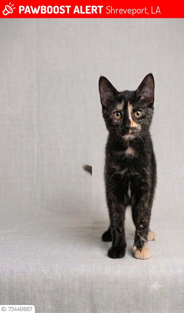 Lost Female Cat last seen Home's backyard, Shreveport, LA 71109