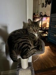 Lost Male Cat last seen Powdersville road, Easley, SC 29642