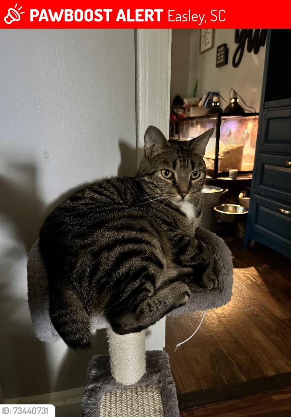 Lost Male Cat last seen Powdersville road, Easley, SC 29642