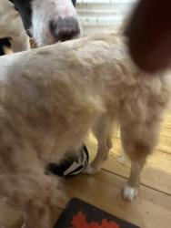 Reunited Female Dog last seen 18th st, Philadelphia, PA 19121