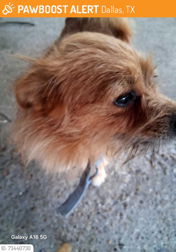 Found/Stray Male Dog last seen Limestone and new haven, Dallas, TX 75217