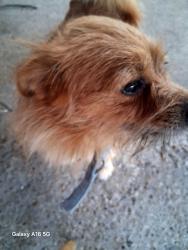 Found/Stray Male Dog last seen Limestone and new haven, Dallas, TX 75217