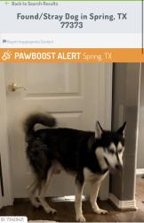 Reunited Male Dog last seen Cypresswood and Birnamwood, Spring, TX 77373