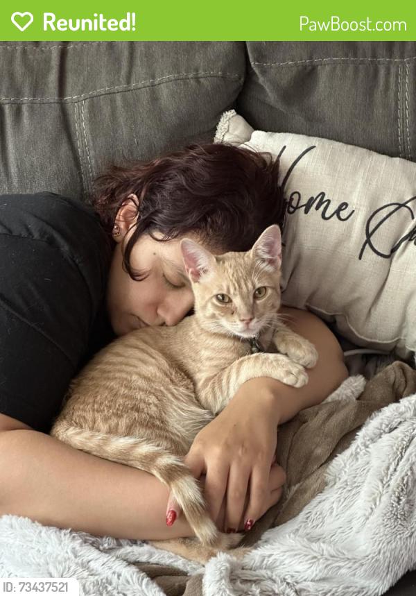 Reunited Male Cat last seen Village at the Park Neighborhood, by the pool, Camarillo, CA 93012