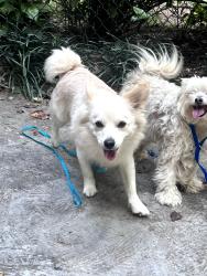 Found/Stray Unknown Dog last seen Brighton Rd and Hamstead Court Durham, Durham, NC 27707