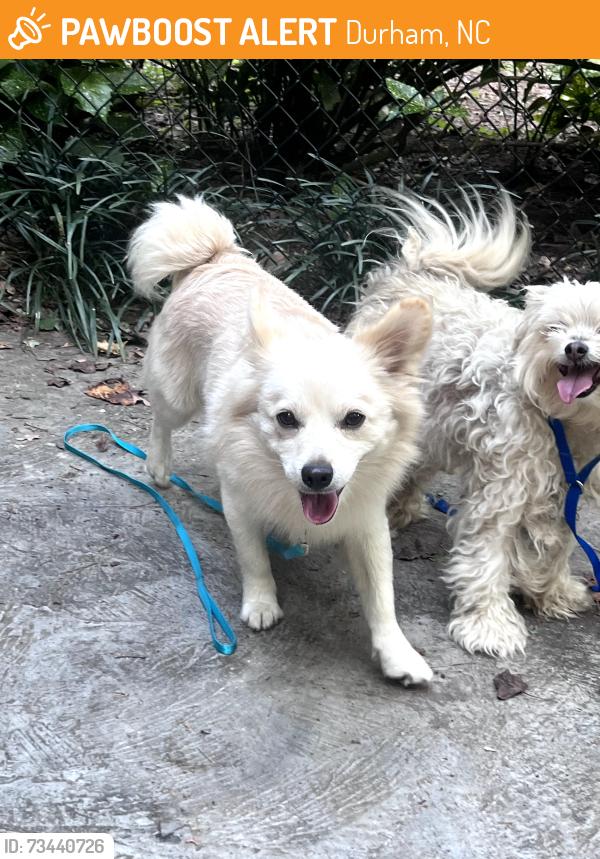Found/Stray Unknown Dog last seen Brighton Rd and Hamstead Court Durham, Durham, NC 27707