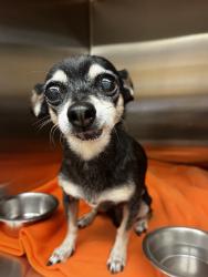 Reunited Female Dog last seen Near E H St, Chula Vista, CA 91910, USA, Chula Vista, CA 91910