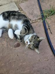 Found/Stray Unknown Cat last seen Yampa st Layton st, Aurora, CO 80015