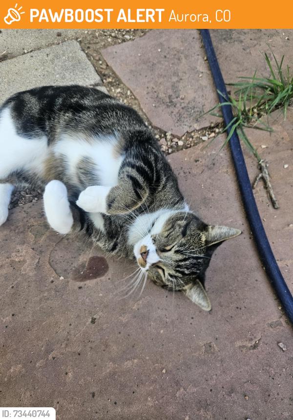Found/Stray Unknown Cat last seen Yampa st Layton st, Aurora, CO 80015