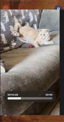 Reunited Female Cat last seen Madision Ave and cemetery Ave, Yuma, AZ 85364