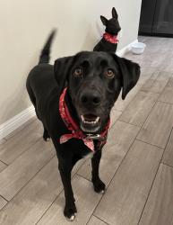 Reunited Male Dog last seen Near Briggs Ave, Pacific Grove, CA 93950, USA, Pacific Grove, CA 93950