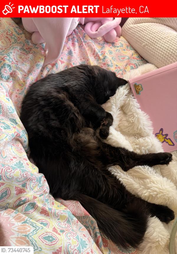 Lost Male Cat last seen Moraga, Lafayette, CA 94549