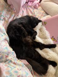 Lost Male Cat last seen Moraga, Lafayette, CA 94549