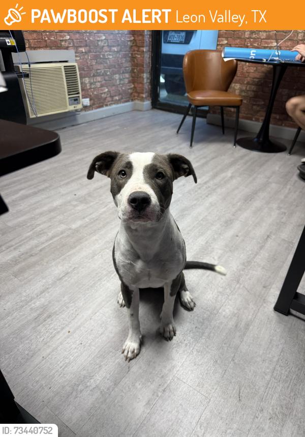 Found/Stray Female Dog last seen Bandera/Timco, Leon Valley, TX 78238