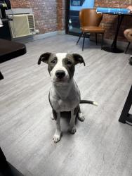 Found/Stray Female Dog last seen Bandera/Timco, Leon Valley, TX 78238