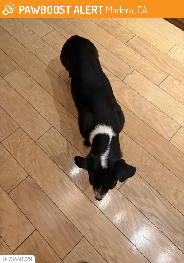 Found/Stray Female Dog last seen N. Park Drive, Madera, CA 93637