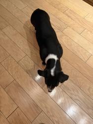 Found/Stray Female Dog last seen N. Park Drive, Madera, CA 93637