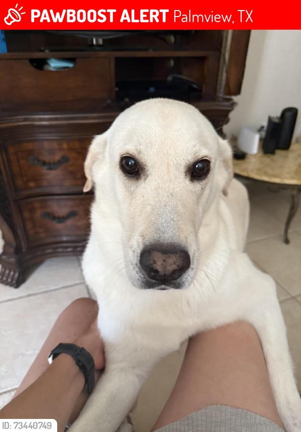 Lost Female Dog last seen Breyfogle Mile 1 palmview, Palmview, TX 78572