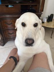Lost Female Dog last seen Breyfogle Mile 1 palmview, Palmview, TX 78572
